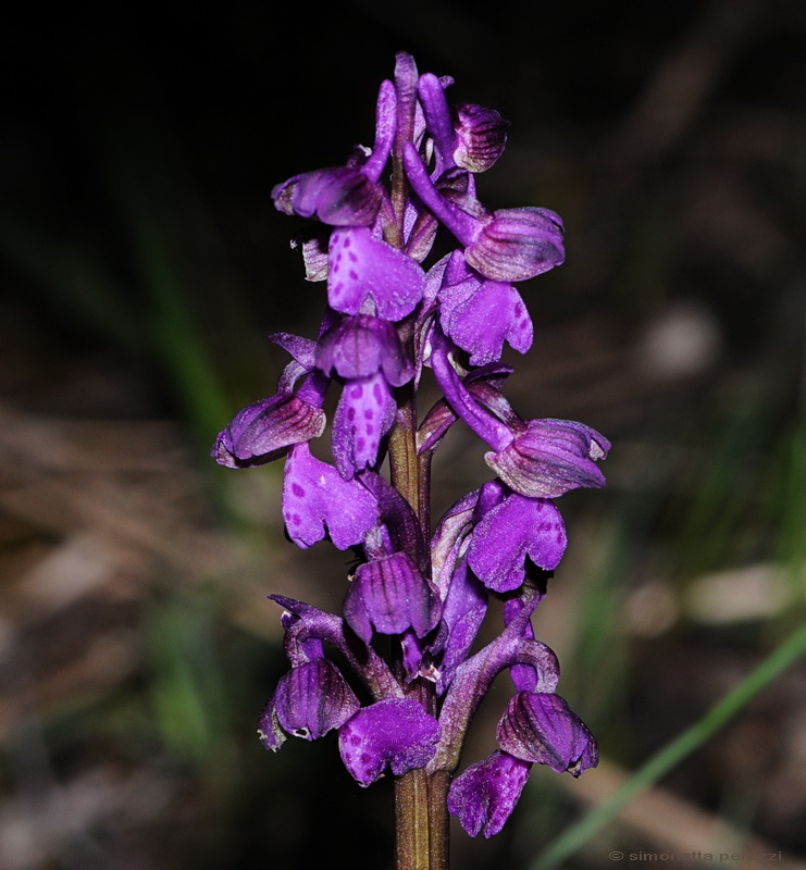 Orchidee del Chianti - Ophrys sphegodes e altre...